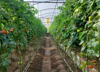 لزوم توسعه کشت گلخانه‌ای برای تضمین امنیت غذایی