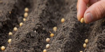 بذر ایرانی در میان ۲۰ رقم برتر جهان/مطالبه برای مدیریت واردات به سبک ترکیه