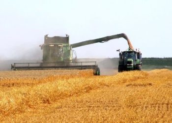 بیش از ۹۸ درصد برداشت غلات مکانیزه است