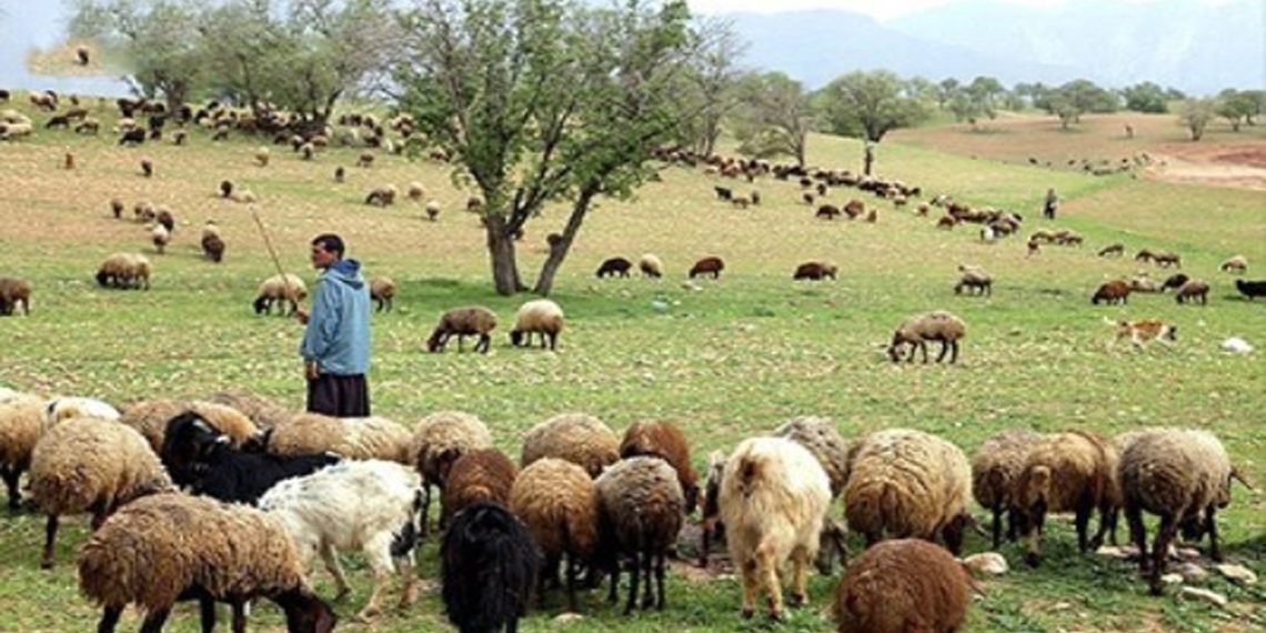 جامعه عشایر ۲۵ درصد گوشت قرمز را تامین میکنند