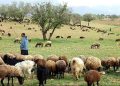 جامعه عشایر ۲۵ درصد گوشت قرمز را تامین می‌کنند