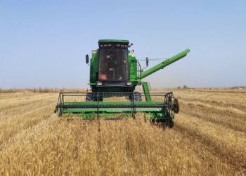 محصول ۸۰ درصد زمین‌های زیر کشت گندم خرم‌آباد برداشت شده است