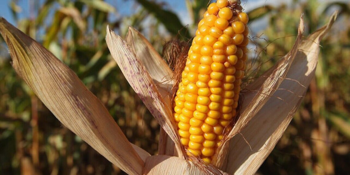 از آووکادو تا ذرت مکزیکی؛ کشاورزان آمریکای لاتین بدون کود روسیه فلج می‌شوند