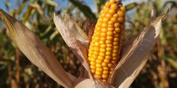 از آووکادو تا ذرت مکزیکی؛ کشاورزان آمریکای لاتین بدون کود روسیه فلج می‌شوند