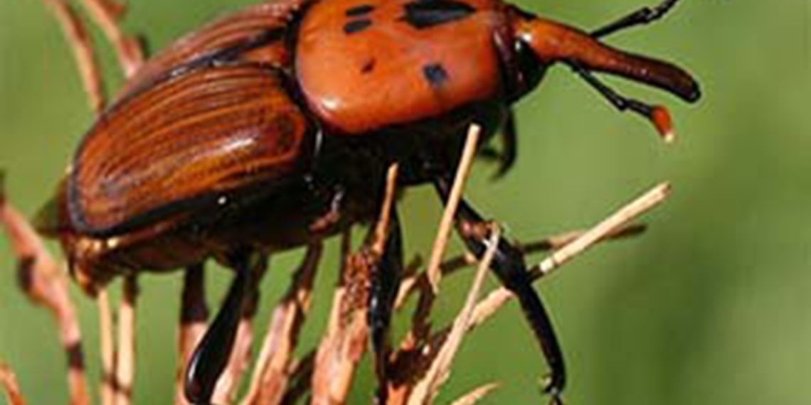 گردش مالی خرما در سال به ۲ میلیارد دلار می‌رسد