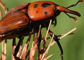 گردش مالی خرما در سال به ۲ میلیارد دلار می‌رسد