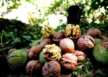 از پیش بینی برداشت ۱۲۰۰ تن گردو تا برداشت ۹۳ هزار تنی سبزیجات از مزارع آمل