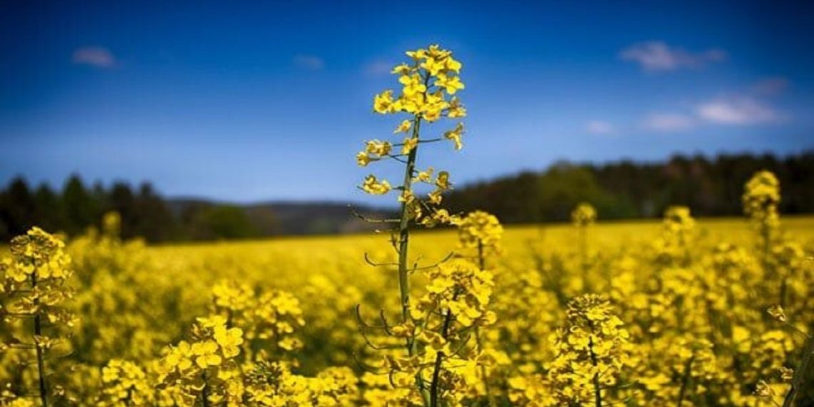 بساط مصرف بالای روغن و قاچاق برچیده می‌شود