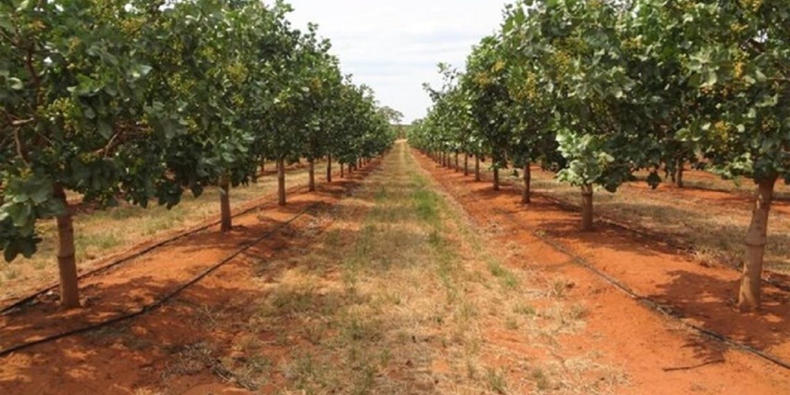 بیش از ۶۰۰ هزارهکتار از باغات کشور شناسنامه دار شدند