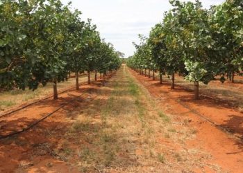 بیش از ۶۰۰ هزارهکتار از باغات کشور شناسنامه دار شدند