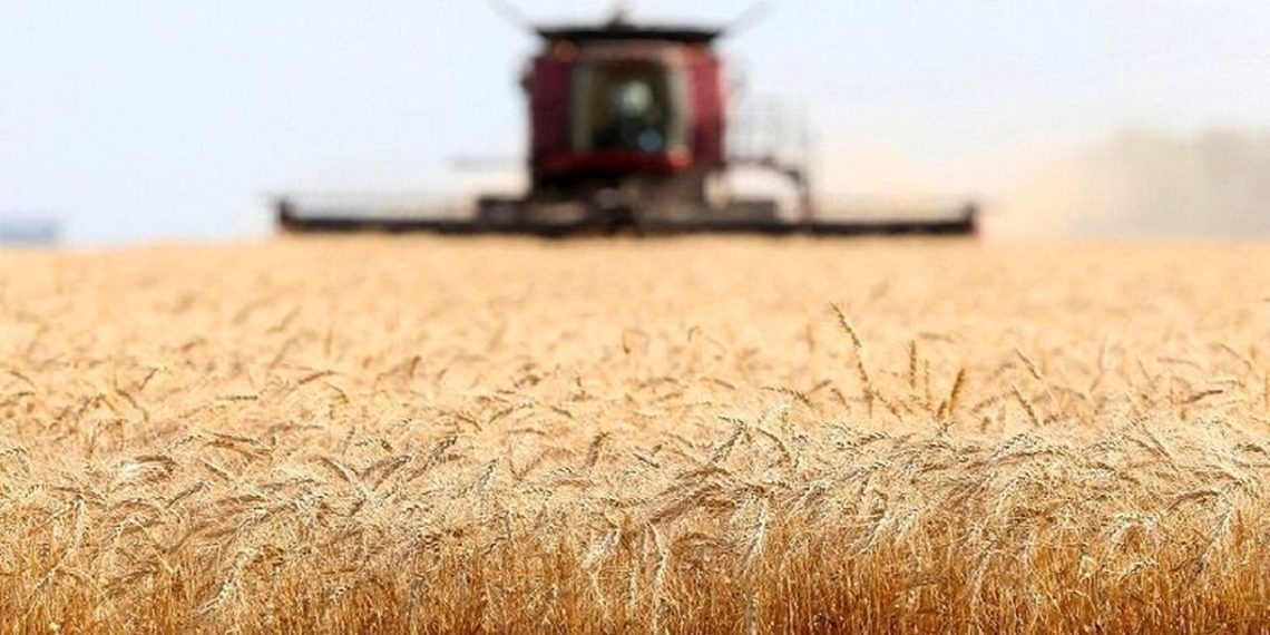 پرداخت مطالبات گندمکاران از طریق چاپ اوراق قرضه زمان بر است