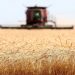 پرداخت مطالبات گندمکاران از طریق چاپ اوراق قرضه زمان بر است
