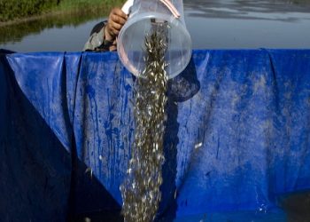 رهاسازی ۶۱ میلیون قطعه بچه ماهی در آبهای کشور