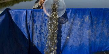 رهاسازی ۶۱ میلیون قطعه بچه ماهی در آب‌های کشور