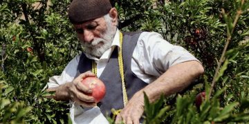وزیر جهاد کشاورزی: رشد صادرات محصولات کشاورزی یک گام جلوتر از برنامه هفتم است