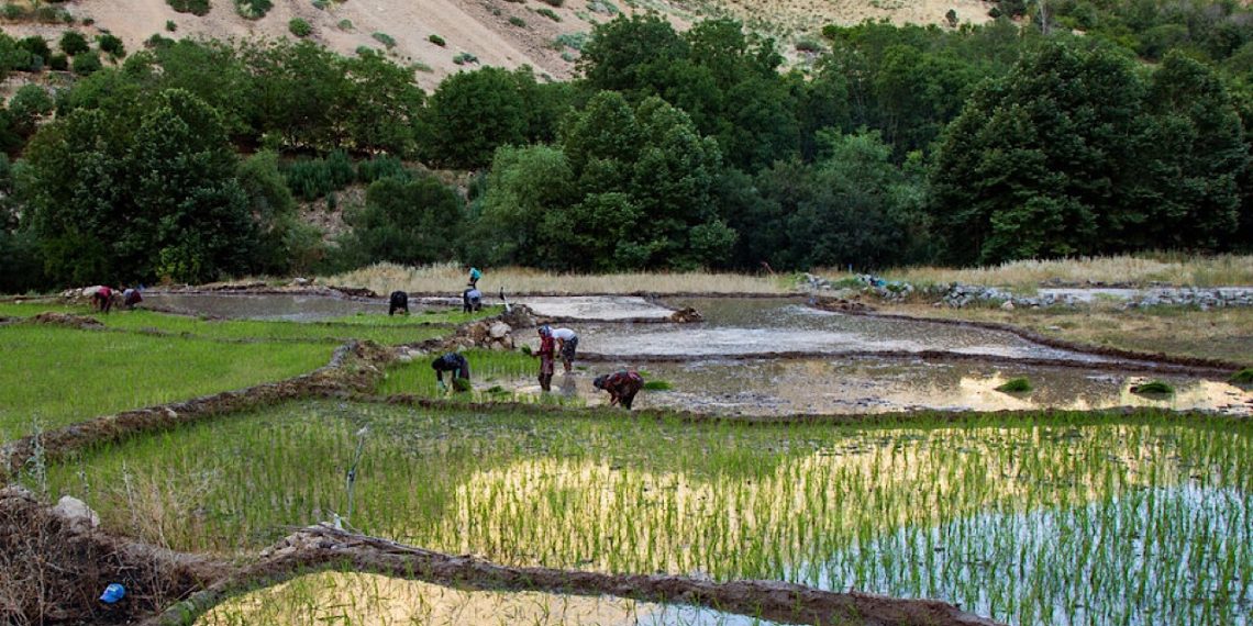 تخصیص ۶ هزار میلیارد تومان به طرح ملی آبخیز تا جالیز در سال‌جاری