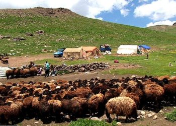 اجرای تولید قراردادی بهره وری را ۳۵ درصد افزایش می‌دهد