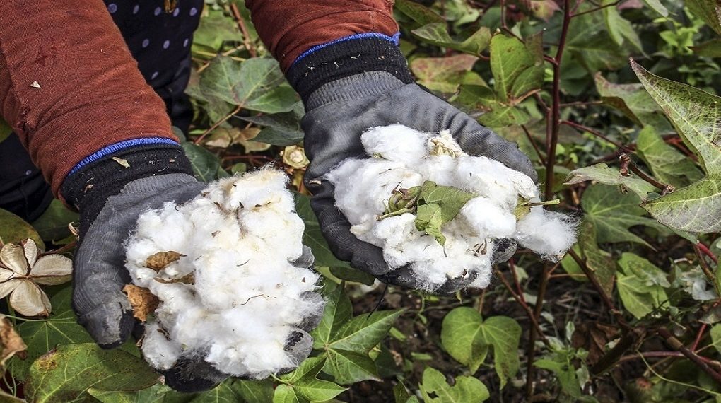 خودکفایی پنبه در برنامه هفتم مشروط بر حمایت از پنبه دانه