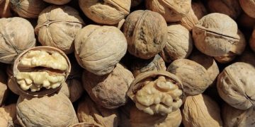 قاچاق، نبود بسته‌بندی و برند تجاری به بازار گردوی تویسرکان ضربه می‌زند