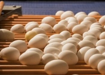 ۵۰ هزار تن تخم مرغ به کشورهای همسایه صادر شد