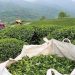خرید تضمینی برگ سبز چای از ۸۷ هزارتن فراتر رفت