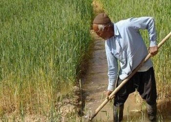 تقویت ارکان بهره‌وری راهکار نجات تولید و تضمین امنیت غذایی است