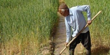 تقویت ارکان بهره‌وری راهکار نجات تولید و تضمین امنیت غذایی است