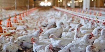 مرغ نژاد «آرین» میان دو روایت؛ پژوهش تدریجی یا واگذاری کامل به دولت؟