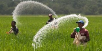 کودهای شیمیایی سال زراعی جدید تامین شده است