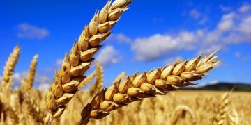 قیمت تضمینی گندم زیر سایه بلاتکلیفی؛ چه کسی مقصر است؟
