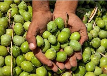 برداشت زیتون سبز از ۳۵ درصد باغات گیلان