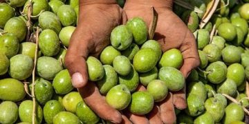 برداشت زیتون سبز از ۳۵ درصد باغات گیلان