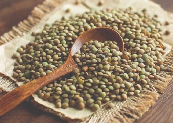 ‌برداشت بیش از ۱۲۰۰ تُن عدس از مزارع قزوین