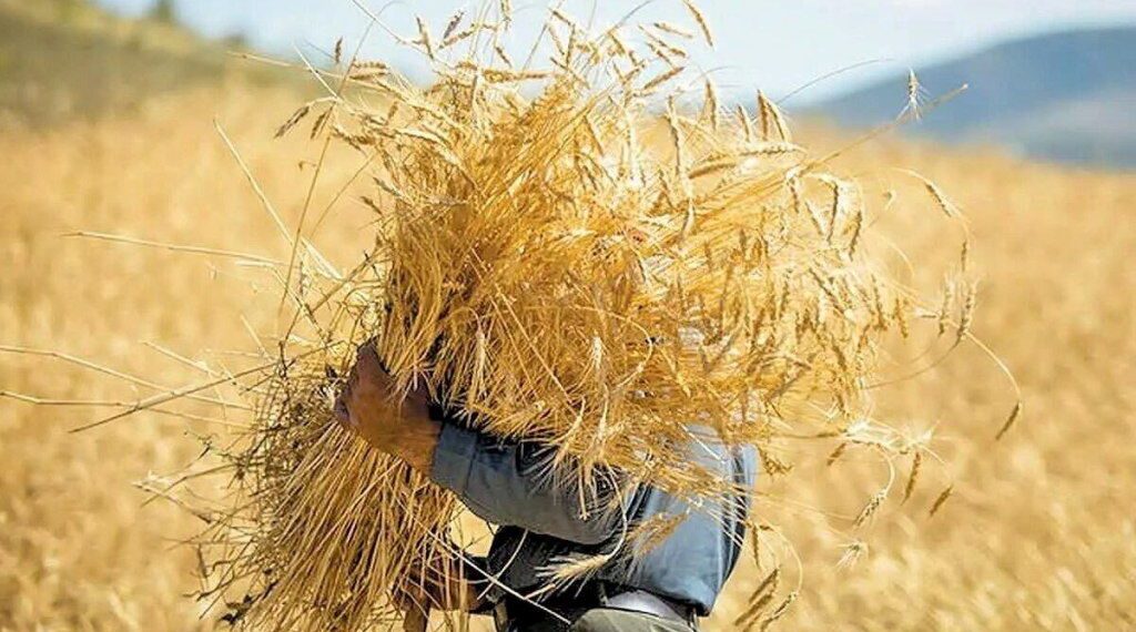جزئیات بیمه فراگیر گندم تشریح شد