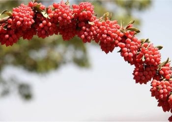 یاقوت سرخی که جهان را مجذوب کرد؛ دلالان همچنان در کمین بازار زرشک