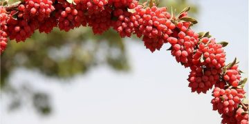 یاقوت سرخی که جهان را مجذوب کرد؛ دلالان همچنان در کمین بازار زرشک