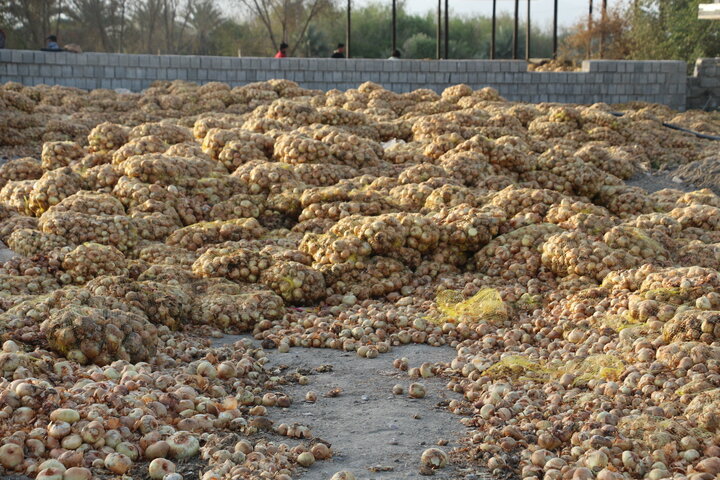 برخی استانها با کشت مازاد الگوی کشت را مختل کردند