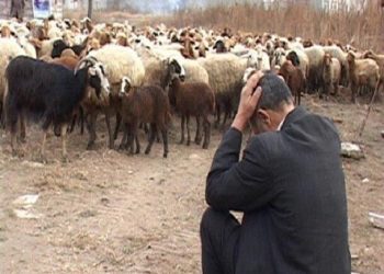 بحران کمبود نهاده‌های دامی؛ دلالان عمده نهاده یارانه‌ای را جذب می‌کنند