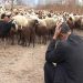 بحران کمبود نهاده‌های دامی؛ دلالان عمده نهاده یارانه‌ای را جذب می‌کنند