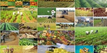 خودکفایی ۸۷ درصدی ایران در محصولات کشاورزی