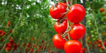 کشت ارقام جدید محصولات گلخانه‌ای مقاوم به شوری و گرما در منطقه سیستان