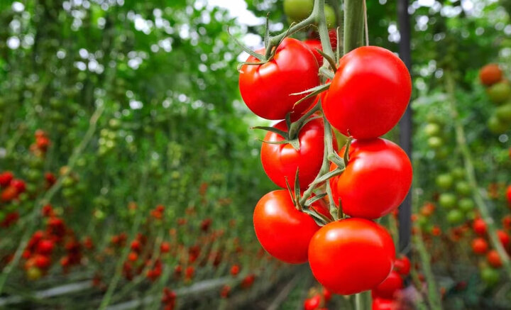 کشت ارقام جدید محصولات گلخانهای مقاوم به شوری و گرما در منطقه سیستان