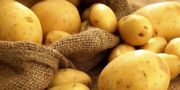 پیش‌بینی صادرات ۷۵ هزارتُن سیب‌زمینی/ صادرکننده حرفه‌ای سیب‌زمینی در همدان نداریم