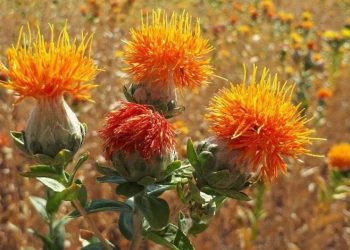 سازگاری بالای دانه گلرنگ با اقلیم خشک و نیمه‌خشک ایران