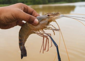 پیش بینی تولید ۵۰ هزار تن میگوی پرورشی در سال ۱۴۰۴