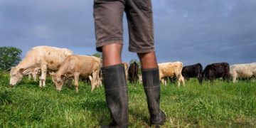 تشدید اختلاف ترامپ با دامداران آمریکایی و حامیانش