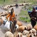آغاز طرح جمع‌آوری اطلاعات دام عشایر در خوزستان