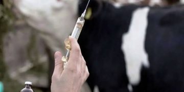 کمبودی در عرضه واکسن تب برفکی نداریم