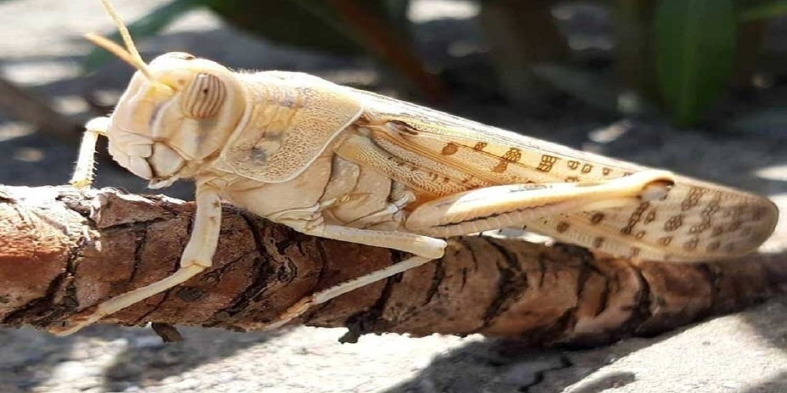 احتمال حمله ملخ صحرایی به استان‌های جنوبی