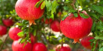 ایجاد صنایع تبدیلی و برندسازی برای انار کوهدشت ضروری است